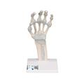 3B Scientific Hand skeleton with elastic ligaments - w/ 3B Smart Anatomy 1013683